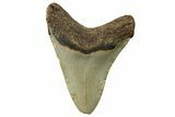 Fossil Megalodon Tooth - North Carolina #257986-1